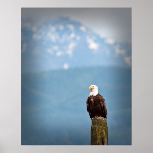 Bald Eagle Poster (Vorne)