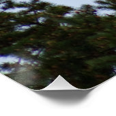 Bald Eagle Poster (Ecke)