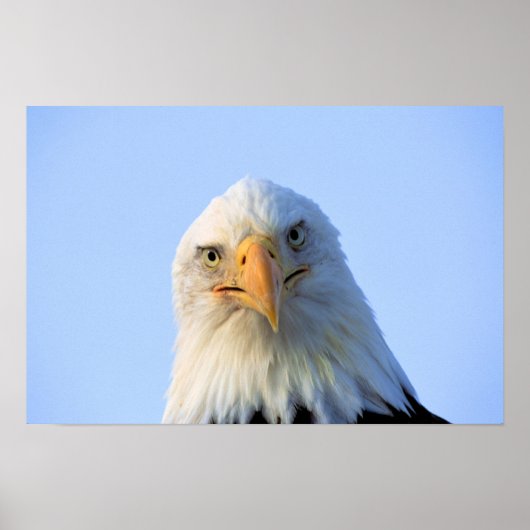 Bald Eagle Poster (Vorne)