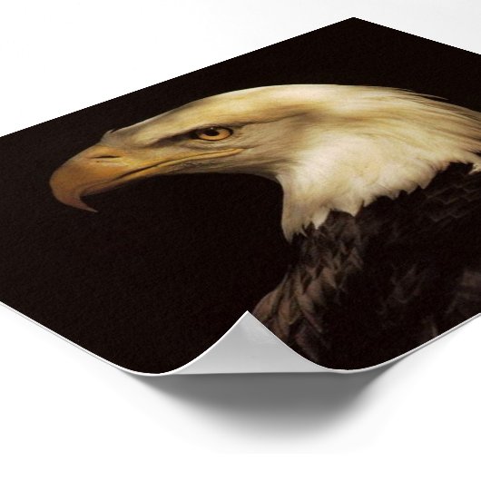 BALD EAGLE POSTER (Ecke)