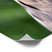 Bald Eagle Poster (Ecke)