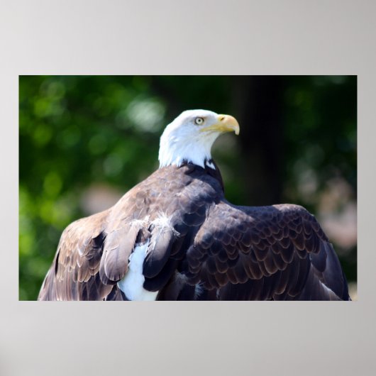 Bald Eagle Poster (Vorne)