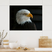 BALD EAGLE POSTER (Küche)