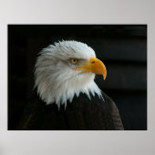 BALD EAGLE POSTER (Vorne)