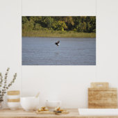 Bald Eagle Poster (Küche)