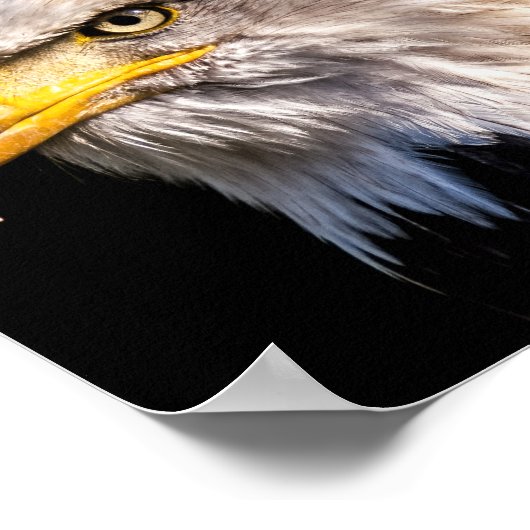 Bald Eagle Poster (Ecke)