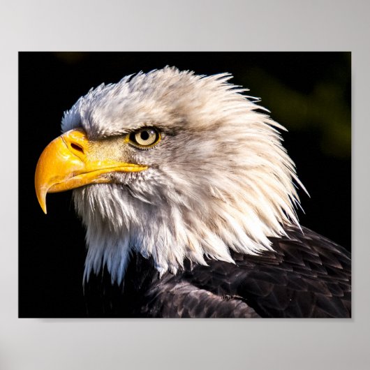 Bald Eagle Poster (Vorne)