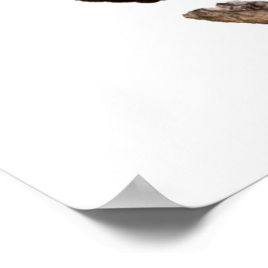 Bald Eagle Poster (Ecke)