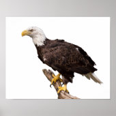 Bald Eagle Poster (Vorne)