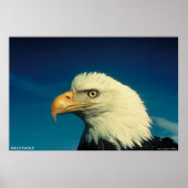 Bald Eagle Poster (Vorne)