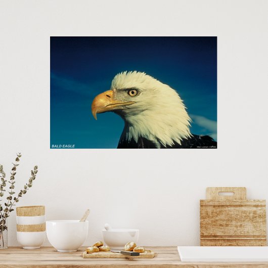 Bald Eagle Poster (Küche)