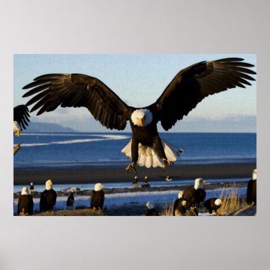 Bald-Eagle-Poster Poster (Vorne)
