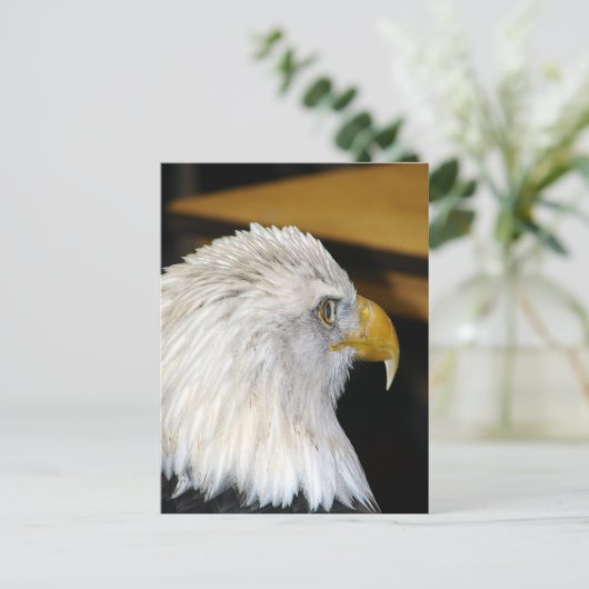 Bald Eagle Postkarte (Stehend Vorderseite)