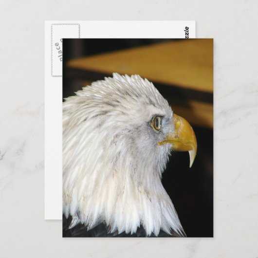 Bald Eagle Postkarte (Vorne/Hinten)