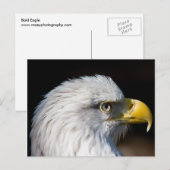 Bald Eagle Postkarte (Vorne/Hinten)