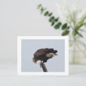 Bald Eagle Postkarte (Stehend Vorderseite)
