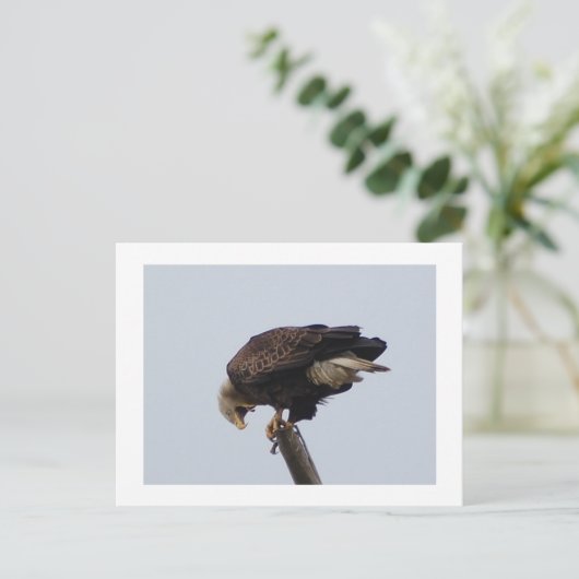 Bald Eagle Postkarte (Stehend Vorderseite)