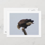 Bald Eagle Postkarte (Vorne/Hinten)