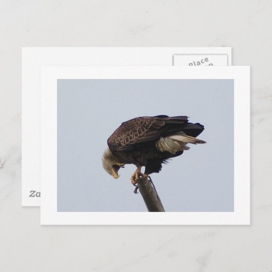 Bald Eagle Postkarte (Vorne/Hinten)