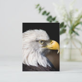 Bald Eagle Postkarte (Stehend Vorderseite)