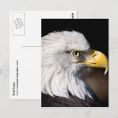 Bald Eagle Postkarte (Vorne/Hinten)