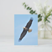 Bald Eagle Postkarte (Stehend Vorderseite)