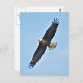 Bald Eagle Postkarte (Vorne/Hinten)