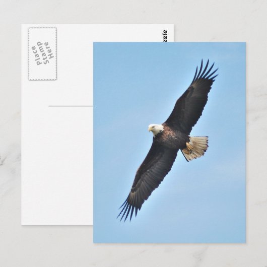 Bald Eagle Postkarte (Vorne/Hinten)