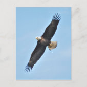 Bald Eagle Postkarte (Vorderseite)