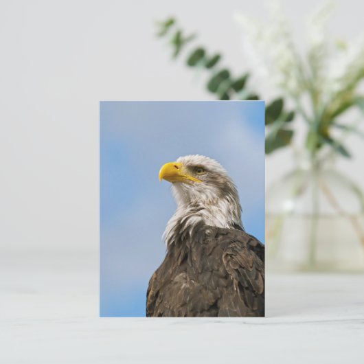 Bald Eagle Postkarte (Stehend Vorderseite)
