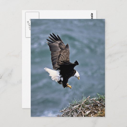 Bald Eagle Postkarte (Vorne/Hinten)
