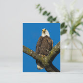 Bald Eagle Postkarte (Stehend Vorderseite)