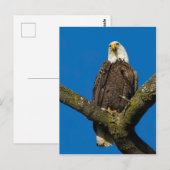 Bald Eagle Postkarte (Vorne/Hinten)