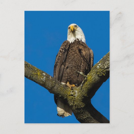Bald Eagle Postkarte (Vorderseite)