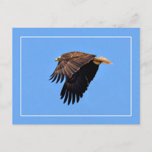 Bald Eagle Postkarte