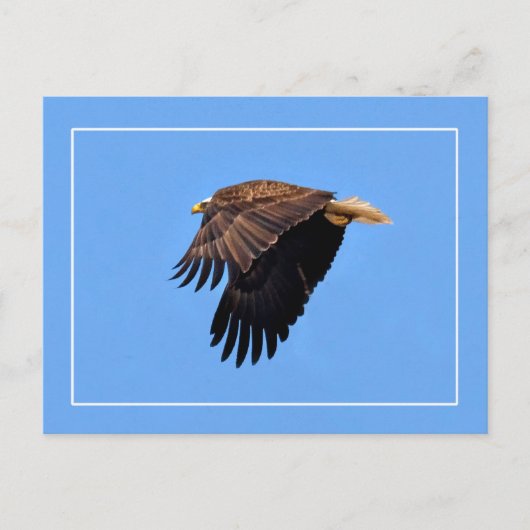 Bald Eagle Postkarte (Vorderseite)