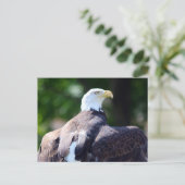 Bald Eagle Postkarte (Stehend Vorderseite)