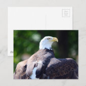 Bald Eagle Postkarte (Vorne/Hinten)