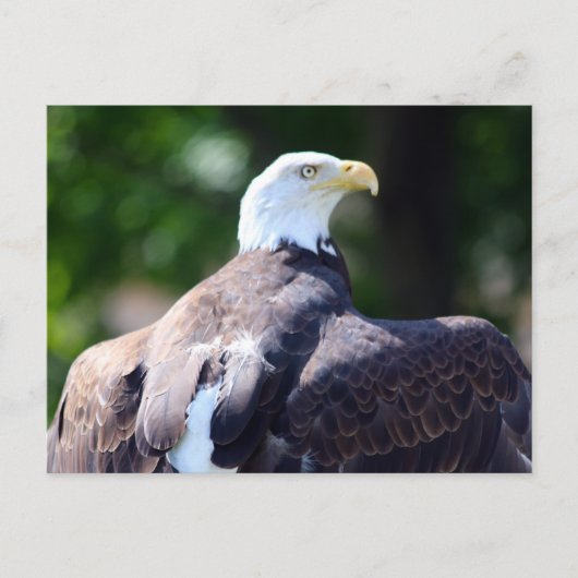 Bald Eagle Postkarte (Vorderseite)