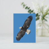 Bald Eagle Postkarte (Stehend Vorderseite)