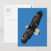Bald Eagle Postkarte (Vorne/Hinten)