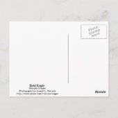 Bald Eagle Postkarte (Rückseite)