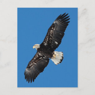 Bald Eagle Postkarte
