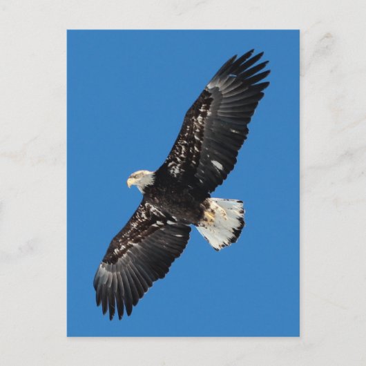 Bald Eagle Postkarte (Vorderseite)