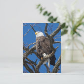 Bald Eagle Postkarte (Stehend Vorderseite)