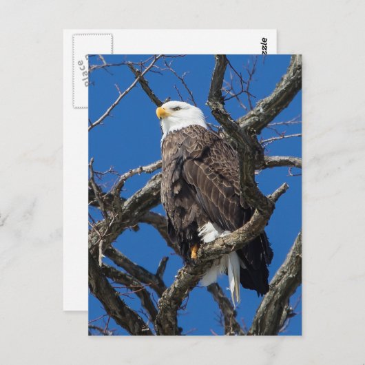 Bald Eagle Postkarte (Vorne/Hinten)