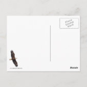 Bald Eagle Postkarte (Rückseite)