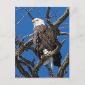 Bald Eagle Postkarte (Vorderseite)