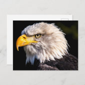 Bald Eagle Postkarte (Vorne/Hinten)