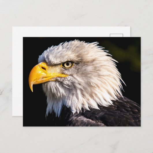 Bald Eagle Postkarte (Vorne/Hinten)